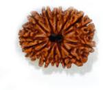 Feeltouchmart Brown Wood 14 Mukhi Nepal Rudraksha Hgj00-1001-2656