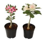 Indian Gardens - Say Green, Stay Grow Green Adenium Bonsai Looking Plants Outdoor Low Maintainence With Pots (Set Of 2) - Black
