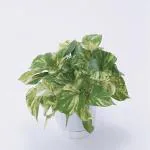 Platone Money Plant (KH-238)
