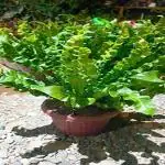ANIEKWENNA New Imported Cobra Fern Green(Asplenium Nidus) Natural Live Plant