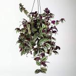 Kapebonavista Tradescantia zebrina, formerly Zebrina pendula live plant