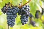 ONLINE PLANT BAZAR BLACK GRAPES PLANT(PACK OF-1)