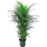 Krishta Nursery Air Purifier Indoor Plants for Home with Pots- Areca Palm & ZZ Plant