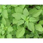 CooPany Arai Keerai/ Koyagura Seeds 25000 Seeds(25 Grams)