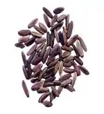 Studio Seed Gulmohar Hybrid Seed (30 Fresh Seeds)