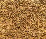 Green World Basmati 1509 Variety Paddy Seed 1 kg