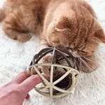 Pets Empire Cat Toy Ball Cat Mouse Ball Cage Cat Mouse Toy Cat Interactive Squeak Mouse Cat