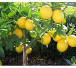 Cloud Farm Hybrid Nepali Oblong Lemon Plant- 200 mm CF_O264