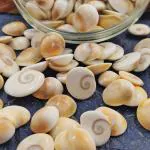 AYODvati Gomati Chakra Original River Stones - 11 Pieces Gomti Chakra Original From Gomathi River Dwarka (11 Pieces)