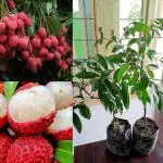 Cloud Farm Thailand Litchi Plant Hybrid All Seasons (height 1-2 Feet) Sweet Tropica Rare Exotic Air Layered Lychee Tree Litchi Plant Hybrid Fruit After 2-3 Year Healthy,CF_02