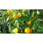 Cloud Farm Lemon Fruit Healthy Plant with Black Plastic Grow Bag. (Citron Lemon)Pack Of 1,CF_L105