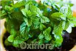 Oxiflora Real Mint Live Plant Pudina Plant Kitchen Garden Healthy Live Plant Medicinal Plant Mint Leaves Garden Mint