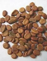 GIN-Albizzia Lebbck_100 Gms, siras