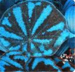 Futaba coleus seeds - Blue and Black - Stripes - 50 Pcs