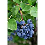 Cloud Farm Rare Imported live Blueberry fruit Plant - pack of 1 plant,CF_T01