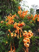 Plantzoin Flame vine Orange bignonia Pyrostegia venusta Bignonia venusta Live Plant