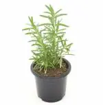 Rosemary,Gul Mehendi, Salvia Rosmarinus healthy Plant