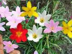 PARYAVARAAN Mix Rain Lily Flower Bulbs Pack Of 2