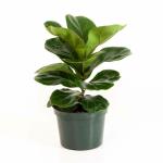 Bhajanlal Greenery Ficus Lyrata Bambino, Dwarf Fiddle Leaf Fig - Plant with 4 Inches Pot