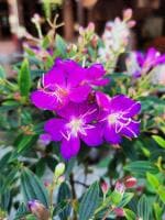 Online Plant Bazar Purple Tibouchina-Urvilleana-Begum-Bahar-Flower Live Plant