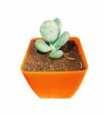 MVM e-comerce Live Succulent Plant Jelly Beans (MON STONES)