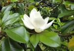 Plantzoin Magnolia Him champa Magnolia grandiflora Parijaat Live Plant