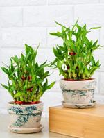 Nurturing Green Lucky Bamboo Plants With Green Mystique Pot (Set Of 2)