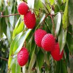 GREEN LINE Litchi Muzaffarpur Shahi Variety Hybrid Healthy Live Plant All Time Variety for Outdoor Garden Plant Litchi Fruit Live Plants & Tree (1-1.5 Ft Size)