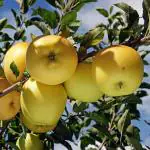 ONLINE PLANT BAZAR HOT CLIMATES ANNA APPLE PLANT(PACK OF-1)