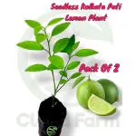 Cloud Farm Seedless Kolkata Pati Lemon Plant Special Variety Fruit After 6 Month, Pack Of 2 SCF_225