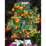 Cloud Farm Nagpur Mandarin Orange All Time Variety Grafted Santra Fruit Healthy Plants & Tree(1-1.5 Ft Size) CF_489
