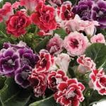 NooElec Seeds India Florist's Gloxinia Brocade Garden Flower Seed Mix for Bouquets, Vases, Arrangements - 25 Seeds