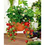 Cloud Farm Strawberry Healthy Hybrid Healthy Plant Gauntlet Fruit Plant Sweet Berry Indoor & Planting Bearing Berries Variety Everbearing Plants Fresh And Juicy All Year Round,CF_T89
