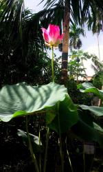 Tamransh Unimart Lotus, Kamal, Padma Seed, 10 Seeds