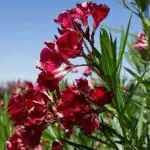 Globalplants karabi/Red Nerium/ oleander flower/karabi flower plant