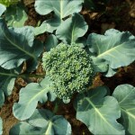 JIGNISHA SEEDS Broccoli Seeds Pack Of 100