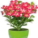 Greenery Nursery Three Layer Bamboo Plant (Hybrid, Pack of 1)