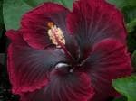 Cloud Farm Hybrid and Black Hibiscus Plant - 200 mm CF 061