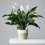 Cloud Farm Hybrid and Spathiphyllum Peace Lily Plant - 200 mm CF25118