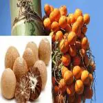 PLATONE Betel Nut/Supari Plant_supari plant fhnsui pai(y38