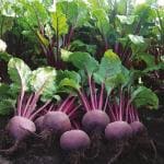 JIGNISHA SEEDS Beetroot/ Chukandar Vegetable Seeds For Home Garden Pack Of 50