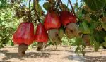 Online Plant Bazar Red Cashew Nut Live Plant-K2