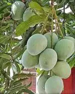 Globalplants Himsagar Mango Grafting Plant