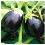 Tamransh Bycue Brinjal Seed, 90 Seeds