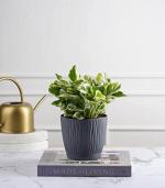 Nurturing Green Money Plant Njoy In Grey Tide Self Watering Planters Pots