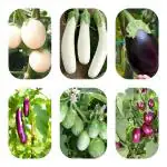 JIGNISHA SEEDS Brinjal 6 Tyoe Of Brinjal Seeds-Baigan ke beej Vegetable Seed-Pack of 50 Seeds