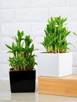 Nurturing Green Lucky Bamboo Plants With White And Black Pot (Set Of 2)
