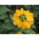 CooPany Crossandra Infundibuliformis / Crossandra / Aboli / Kanakambaram / Kanakambara / Fire Cracker Flower Yellow Colour Flower Live Plant with Safe and Secure Packing