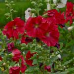 MOZETTE Hollyhock flower Seed (27 per packet)