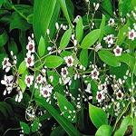 Kapebonavista Prasarini Gandhali Daun Gandha bhadulia Paduri lata Kentut Gandhaprasarini Paederia Foetida Living Plant in Poly Bag